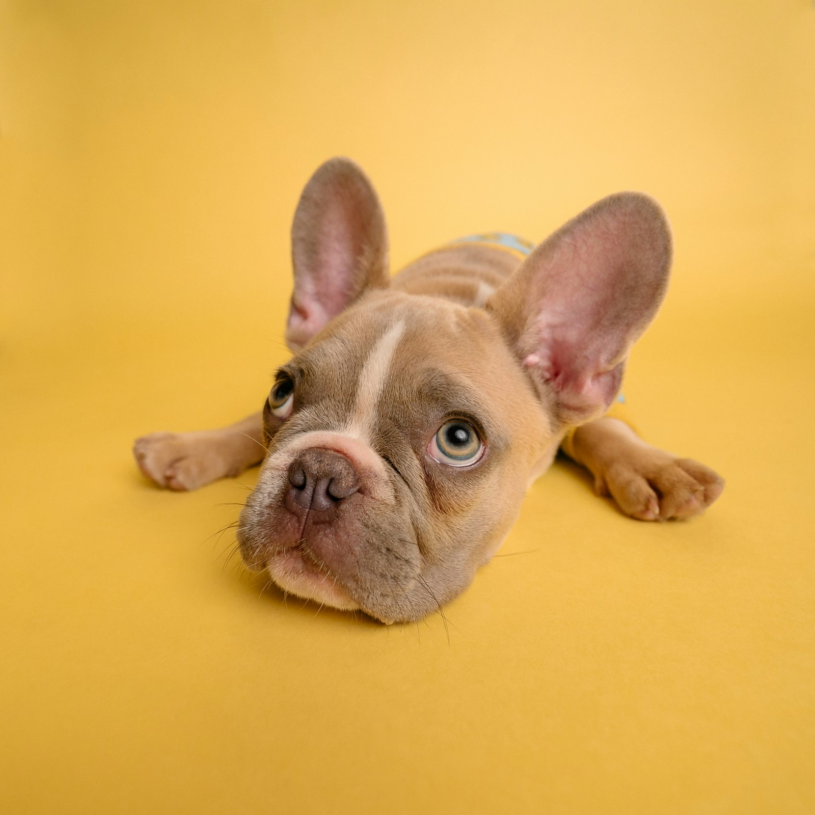Dog spa and pet friendly building